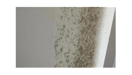 告别反复发霉！理清这两类涂料的本质，防霉才能一劳永逸